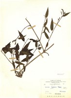 藏品(忍冬)的圖片